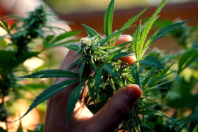 Olejki CBD - czy są bezpieczne dla zdrowia?